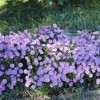 Aster nova-angliae 'Professor A. Kippenberg' - Kaunis aster 'Professor A. Kippenberg' C1,5/1,5L